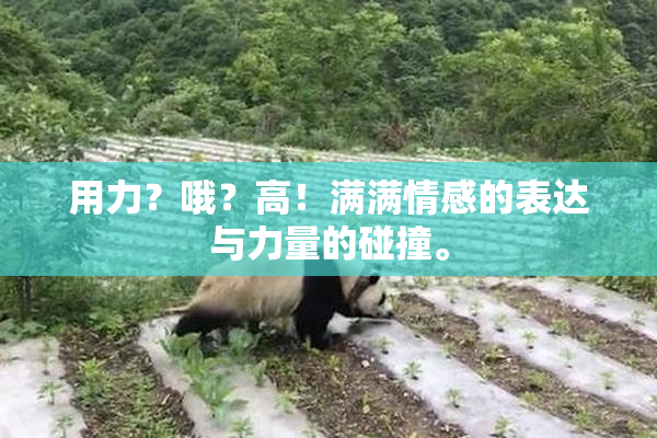 用力？哦？高！满满情感的表达与力量的碰撞。