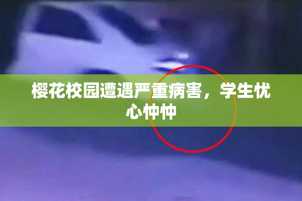 樱花校园遭遇严重病害，学生忧心忡忡