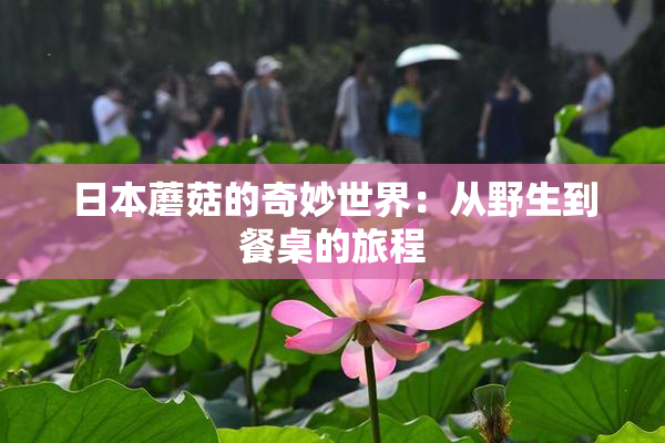 日本蘑菇的奇妙世界：从野生到餐桌的旅程