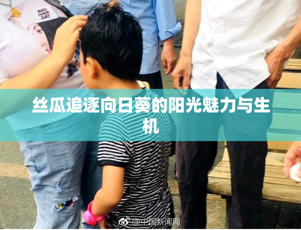 丝瓜追逐向日葵的阳光魅力与生机