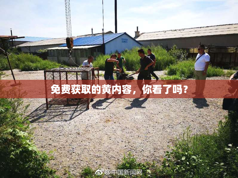 免费获取的黄内容，你看了吗？