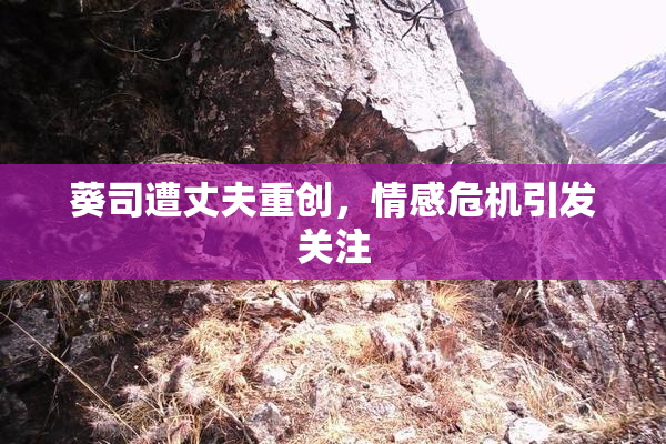 葵司遭丈夫重创，情感危机引发关注