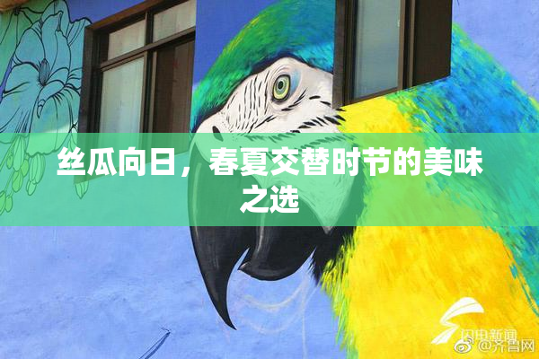 丝瓜向日，春夏交替时节的美味之选