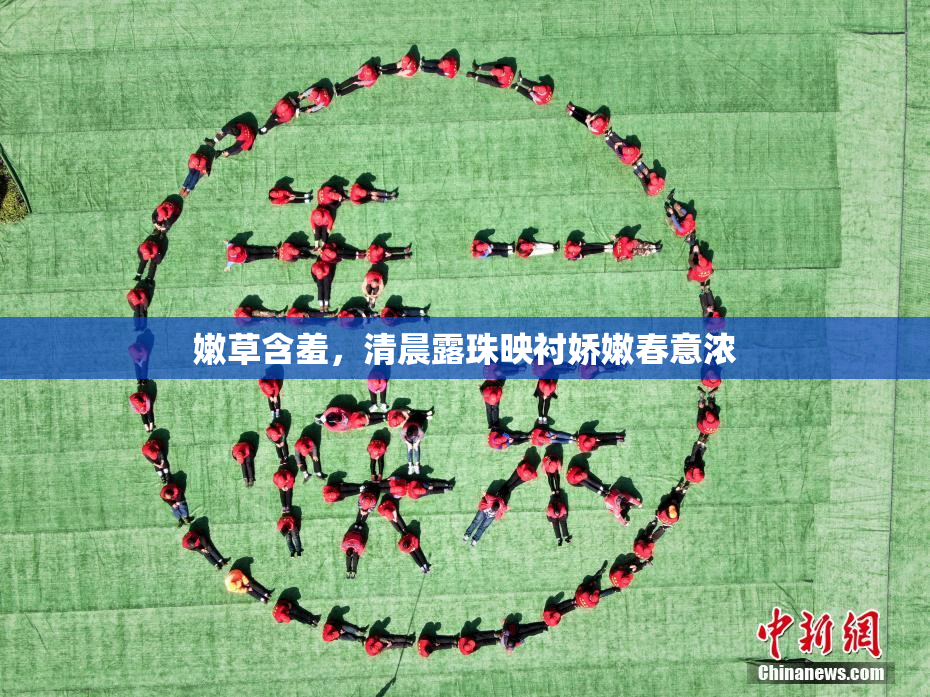 嫩草含羞，清晨露珠映衬娇嫩春意浓