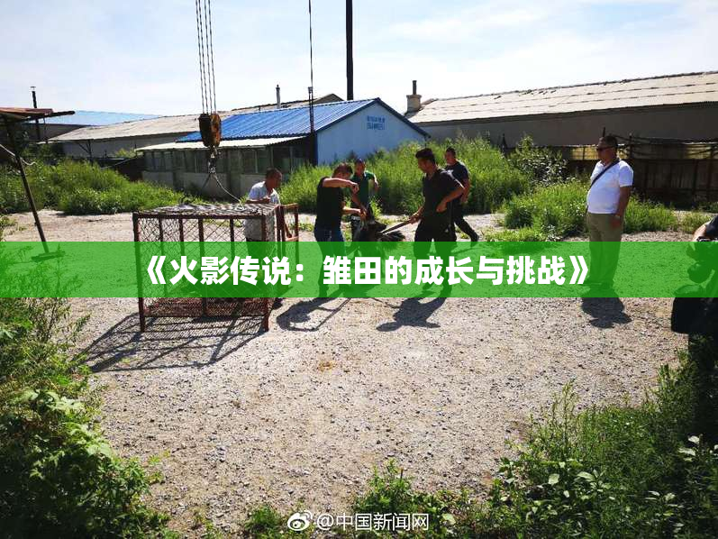 《火影传说：雏田的成长与挑战》