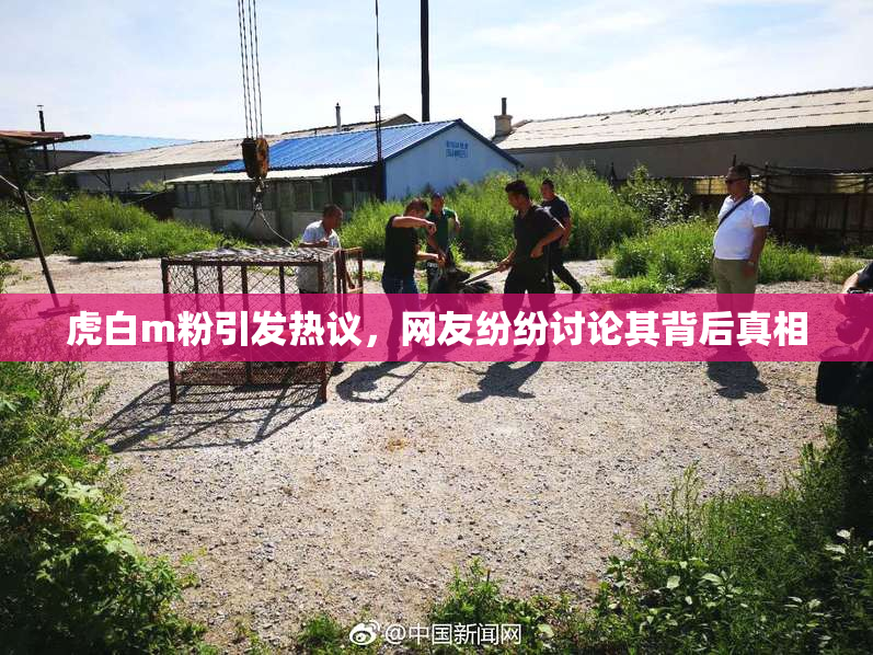 虎白m粉引发热议，网友纷纷讨论其背后真相