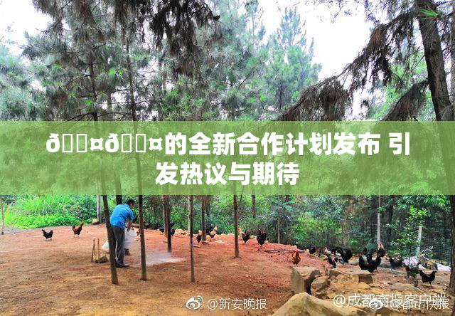 🐤🐤的全新合作计划发布 引发热议与期待