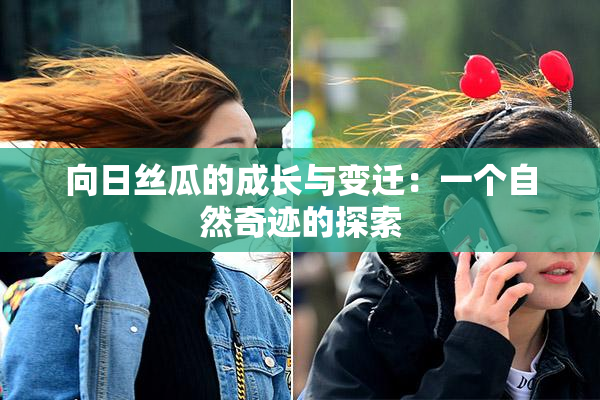 向日丝瓜的成长与变迁：一个自然奇迹的探索
