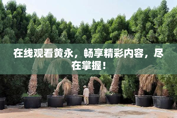 在线观看黄永，畅享精彩内容，尽在掌握！
