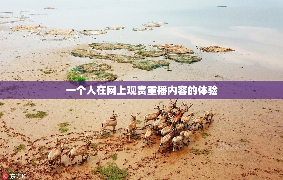 一个人在网上观赏重播内容的体验