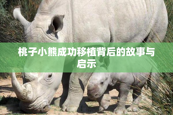 桃子小熊成功移植背后的故事与启示