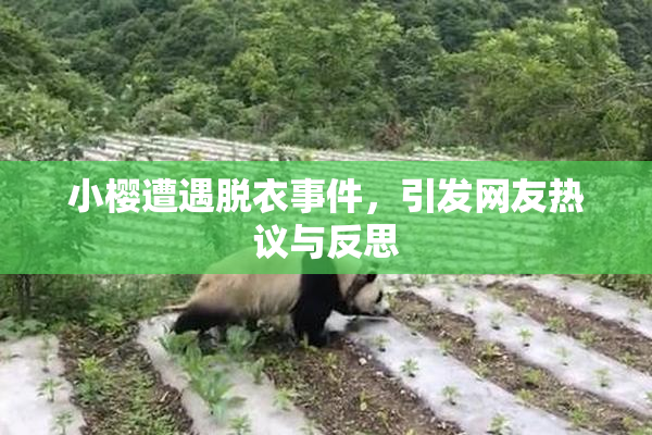 小樱遭遇脱衣事件，引发网友热议与反思