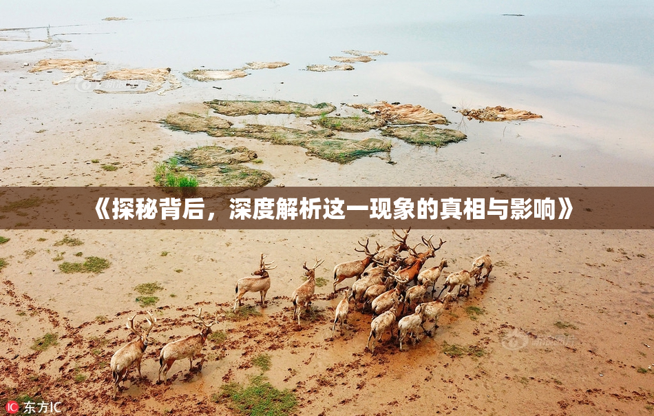 《探秘背后，深度解析这一现象的真相与影响》