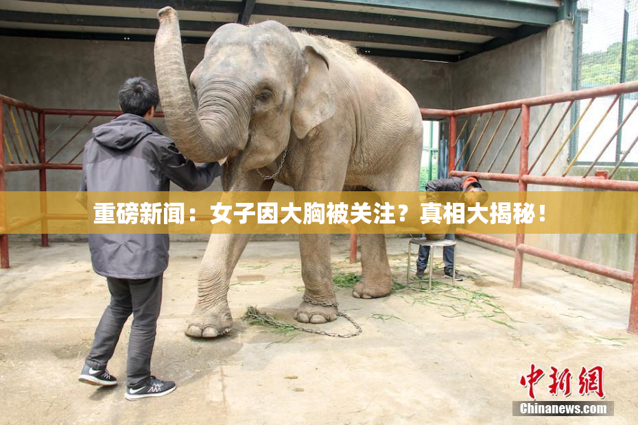 重磅新闻：女子因大胸被关注？真相大揭秘！