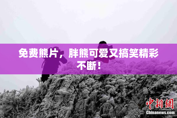 免费熊片，胖熊可爱又搞笑精彩不断！
