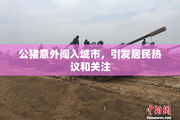 公猪意外闯入城市，引发居民热议和关注