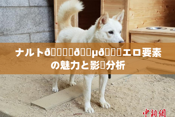 ナルト🎆✿🈵🌃エロ要素の魅力と影響分析