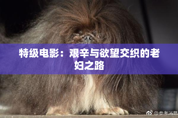 特级电影：艰辛与欲望交织的老妇之路