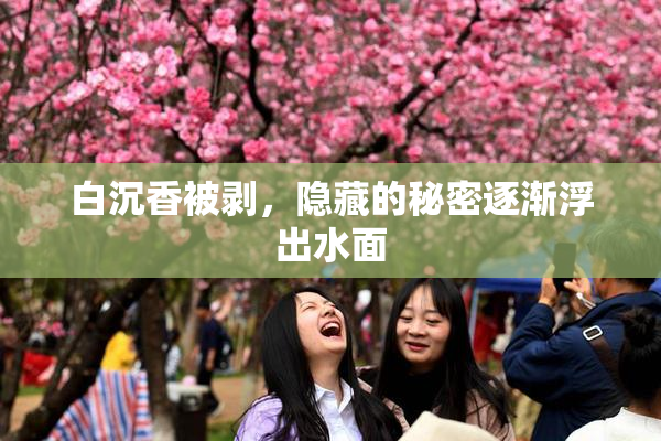白沉香被剥，隐藏的秘密逐渐浮出水面