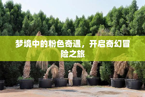 梦境中的粉色奇遇，开启奇幻冒险之旅