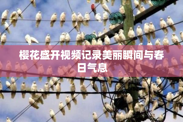樱花盛开视频记录美丽瞬间与春日气息