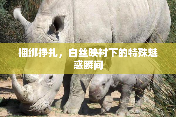 捆绑挣扎，白丝映衬下的特殊魅惑瞬间