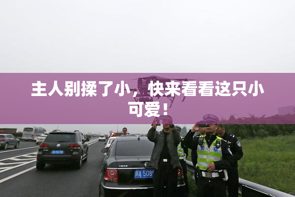 主人别揉了小，快来看看这只小可爱！