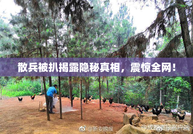 散兵被扒揭露隐秘真相，震惊全网！