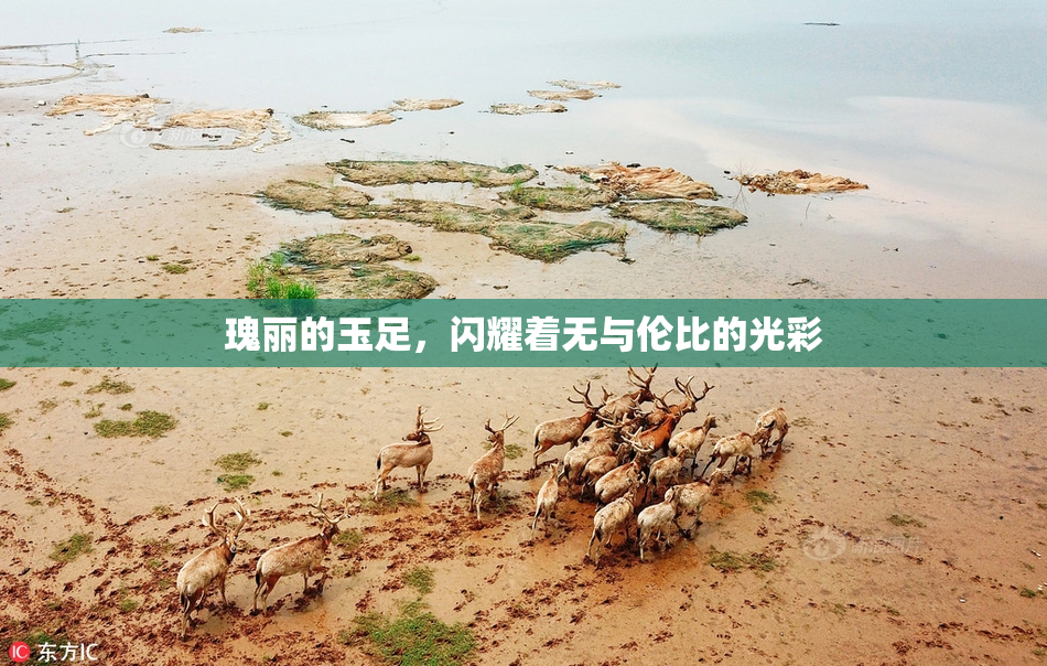 瑰丽的玉足，闪耀着无与伦比的光彩