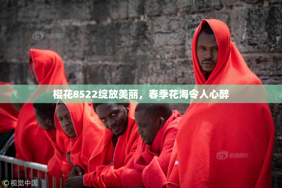 樱花8522绽放美丽，春季花海令人心醉