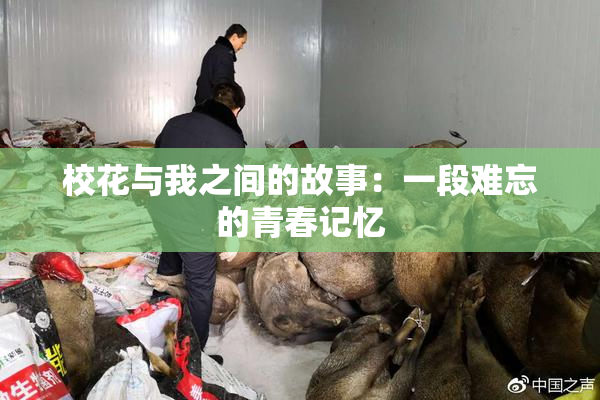 校花与我之间的故事：一段难忘的青春记忆