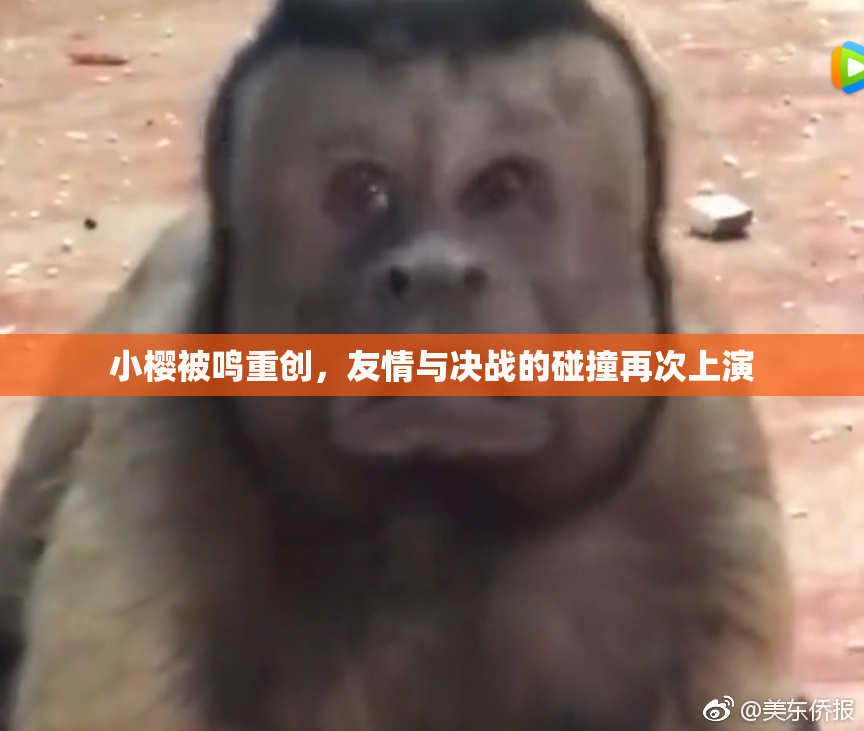 小樱被鸣重创，友情与决战的碰撞再次上演