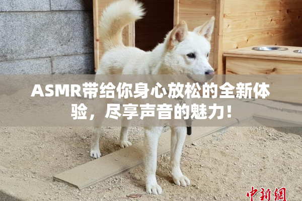 ASMR带给你身心放松的全新体验，尽享声音的魅力！