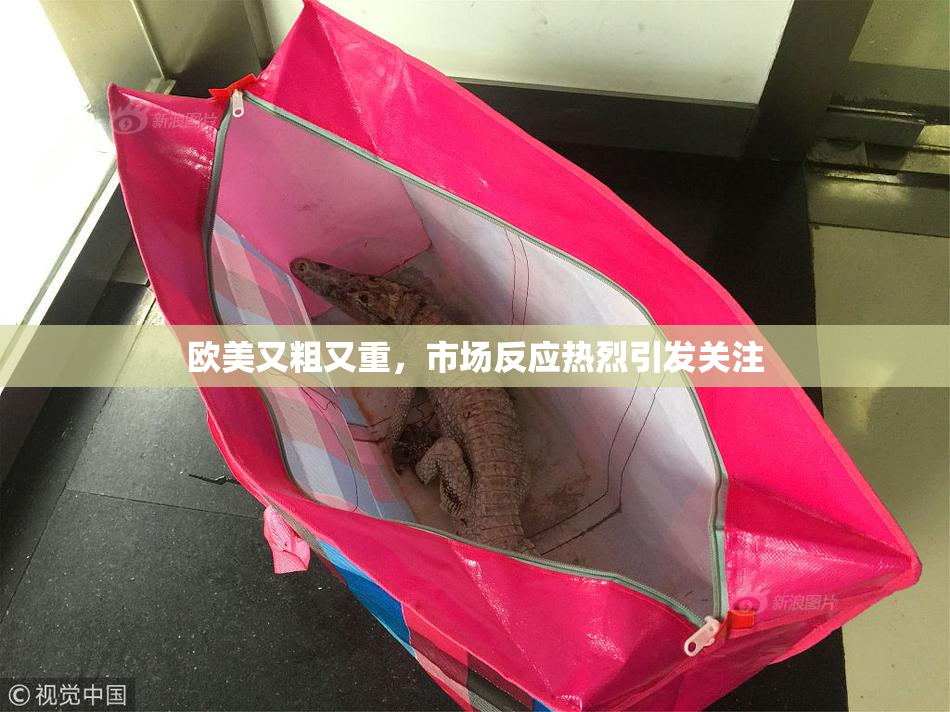 欧美又粗又重，市场反应热烈引发关注