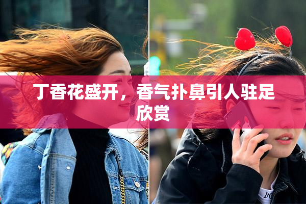 丁香花盛开，香气扑鼻引人驻足欣赏
