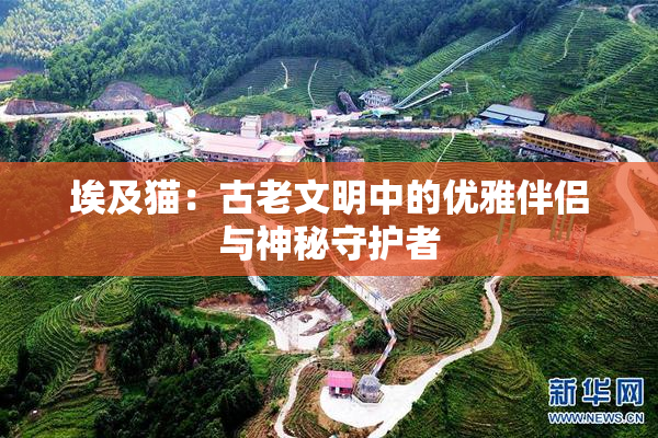 埃及猫：古老文明中的优雅伴侣与神秘守护者