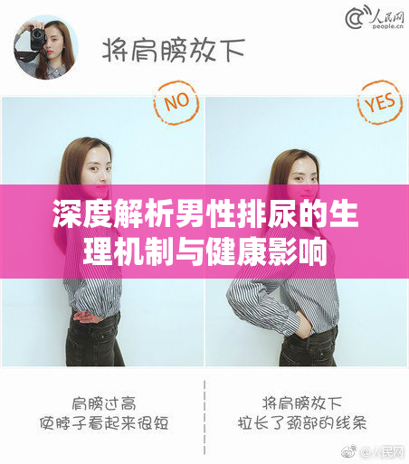 深度解析男性排尿的生理机制与健康影响