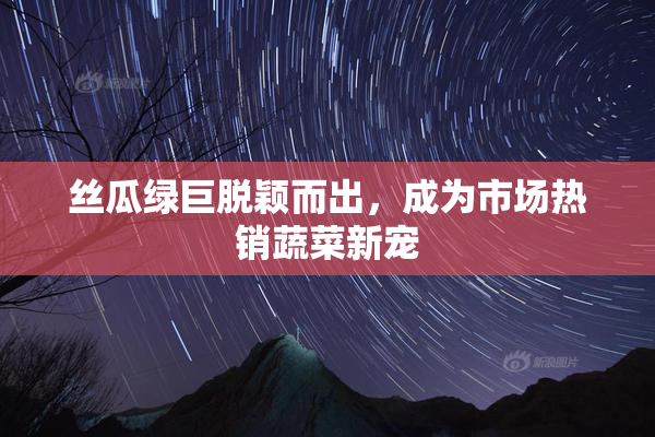 丝瓜绿巨脱颖而出，成为市场热销蔬菜新宠
