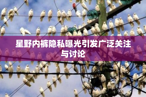 星野内裤隐私曝光引发广泛关注与讨论