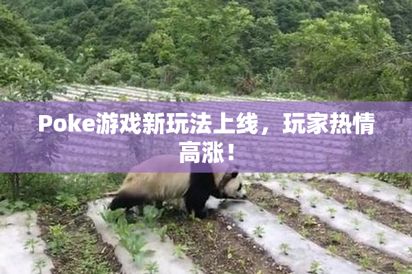 Poke游戏新玩法上线，玩家热情高涨！