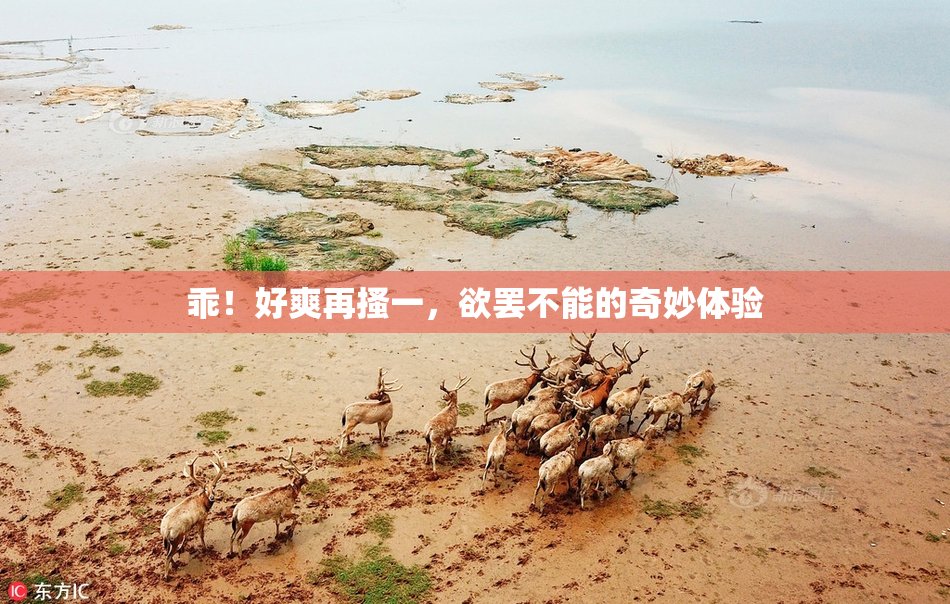 乖！好爽再搔一，欲罢不能的奇妙体验