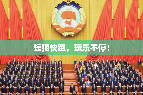 短猫快跑，玩乐不停！
