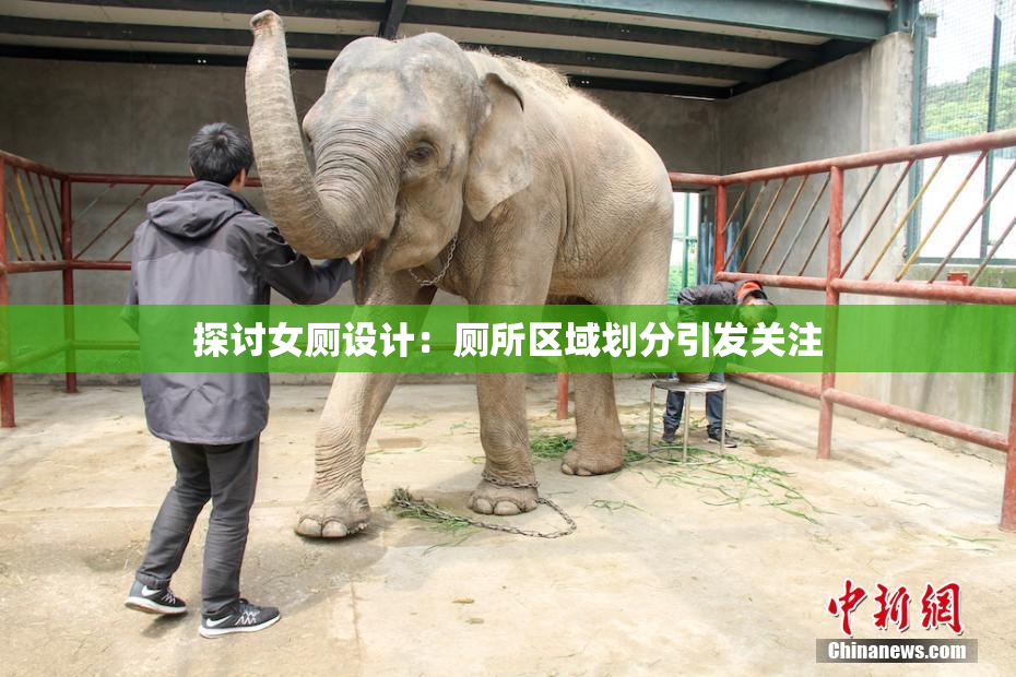 探讨女厕设计：厕所区域划分引发关注