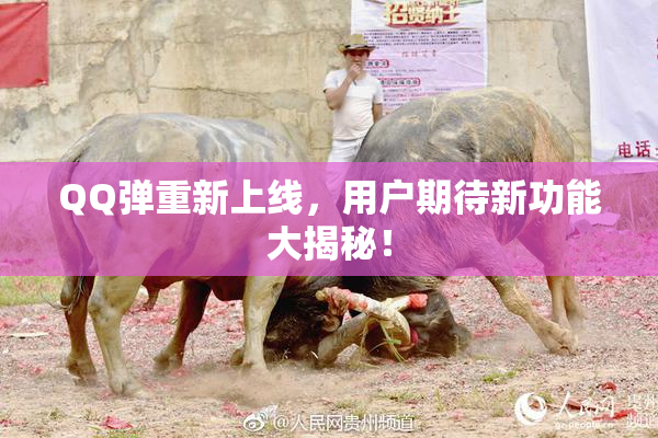 QQ弹重新上线，用户期待新功能大揭秘！