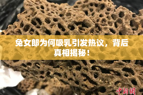 兔女郎为何吸乳引发热议，背后真相揭秘！