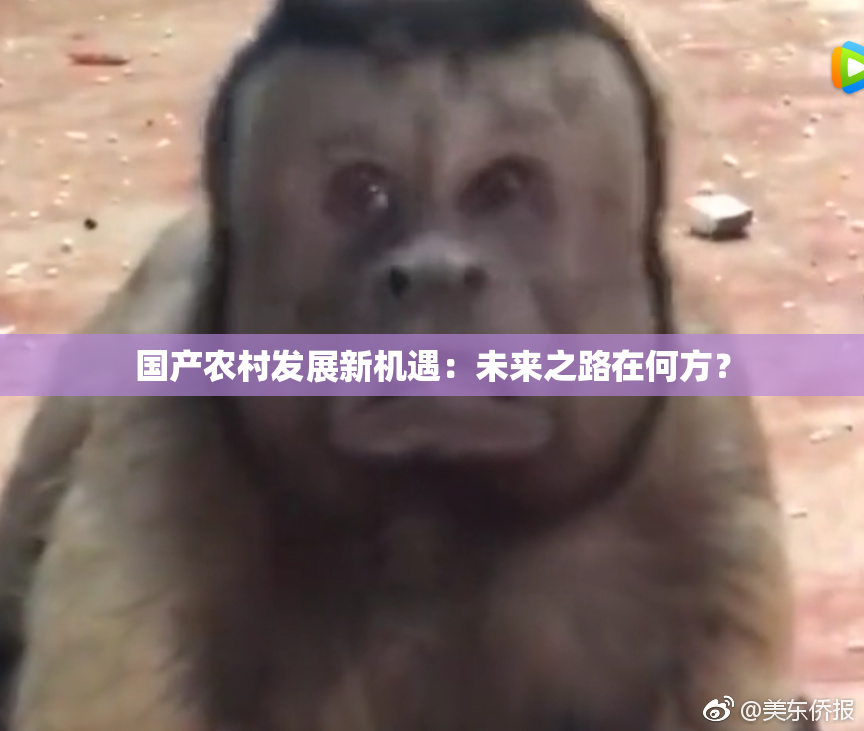 国产农村发展新机遇：未来之路在何方？