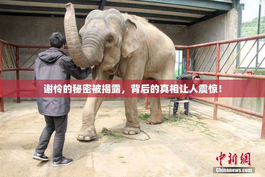 谢怜的秘密被揭露，背后的真相让人震惊！