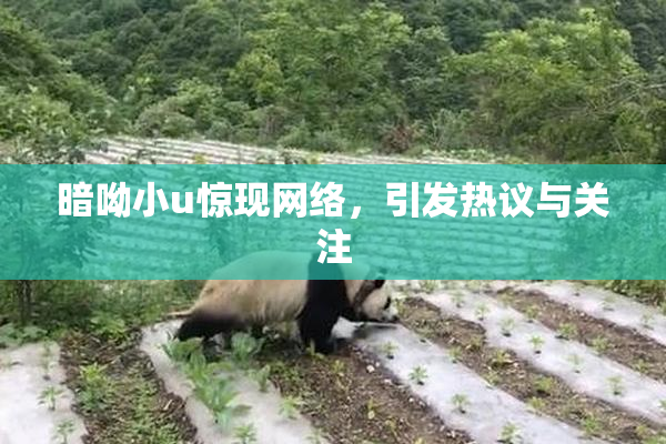 暗呦小u惊现网络，引发热议与关注