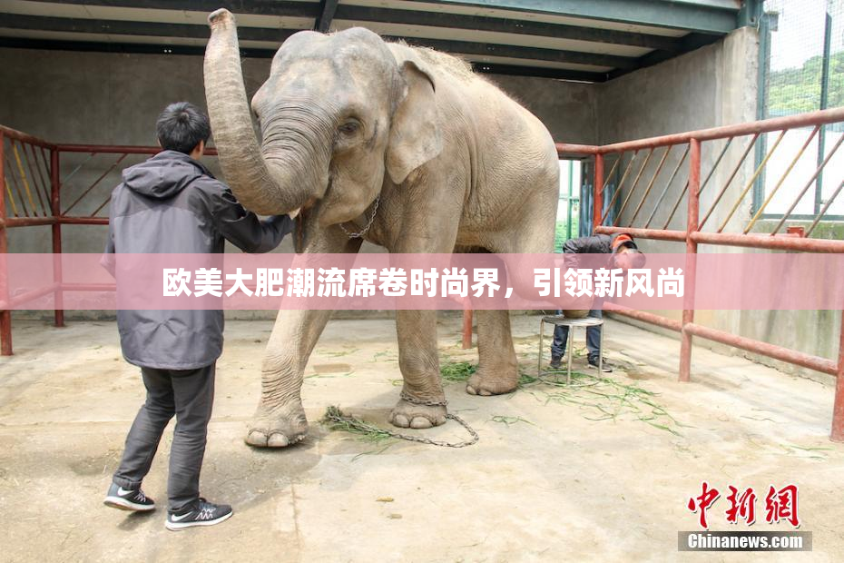 欧美大肥潮流席卷时尚界，引领新风尚