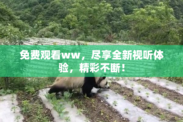 免费观看ww，尽享全新视听体验，精彩不断！